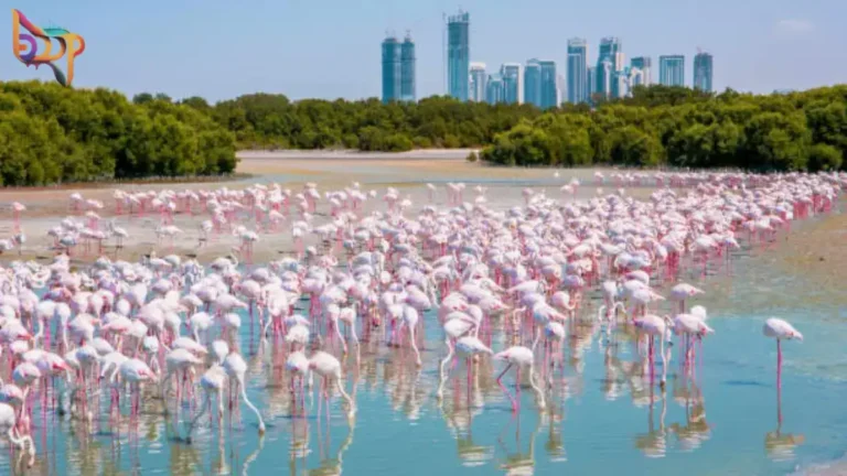 Ras Al Khor Wildlife Sanctuary