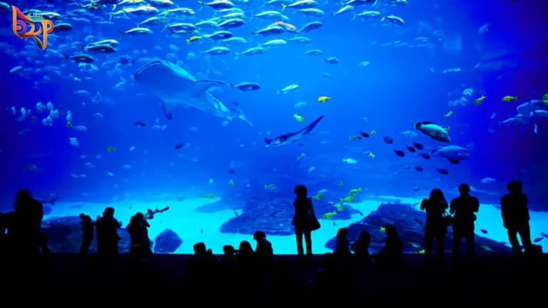 View of Dubai Aquarium